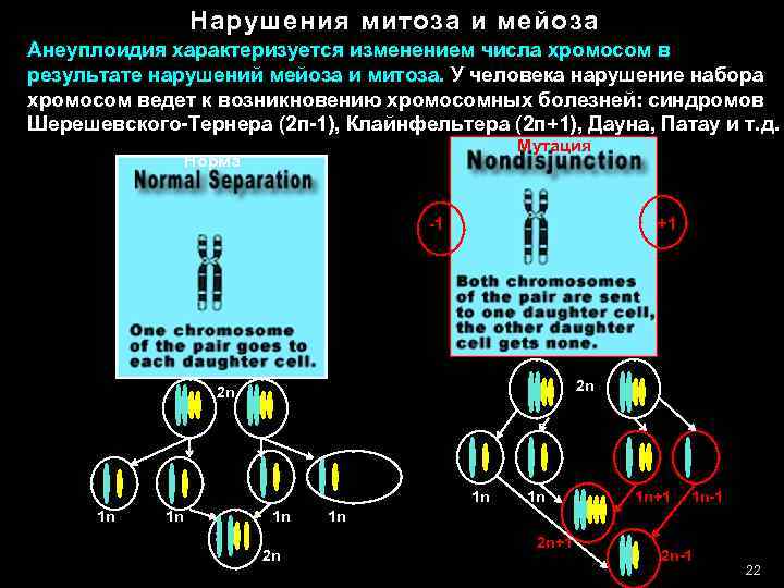 5 заболеваний хромосом. Патология мейоза схема. Нарушение расхождения хромосом в мейозе. Нарушения митоза и мейоза. Заболевания связанные с изменением количества хромосом.