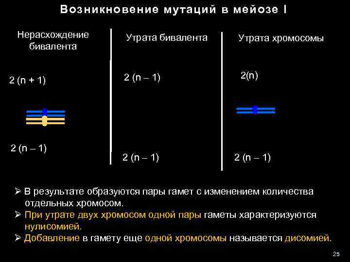 Возникновение мутаций в мейозе I Нерасхождение бивалента 2 (n + 1) 2 (n –