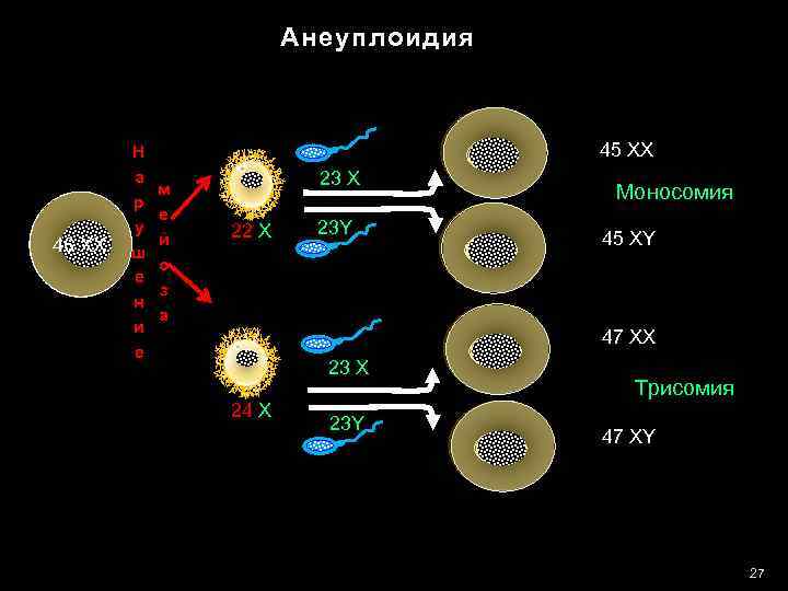 Анеуплоидия 46 ХХ Н а р у ш е н и е 45 ХХ