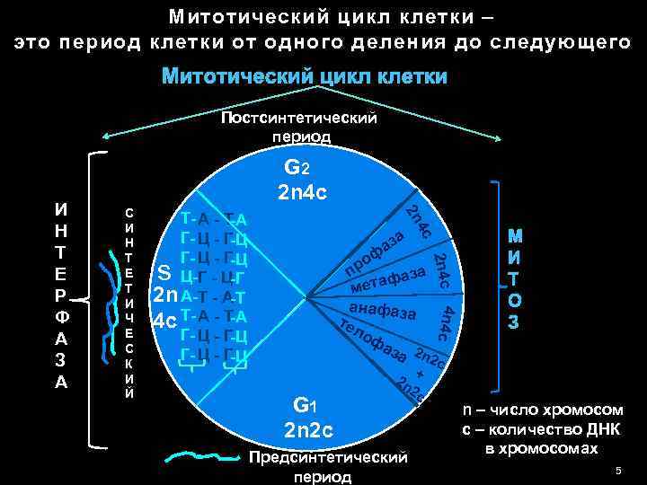 Схема митотического цикла