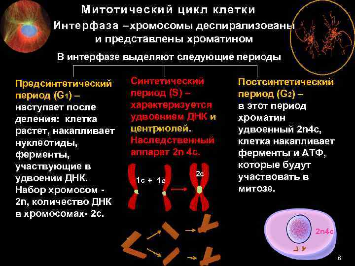 Составьте аналогичную схему для митотического деления диплоидной клетки