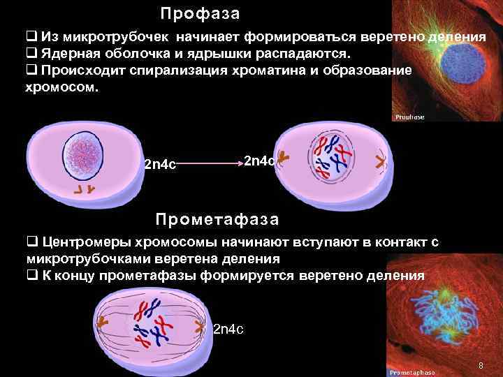 Профаза q Из микротрубочек начинает формироваться веретено деления q Ядерная оболочка и ядрышки распадаются.