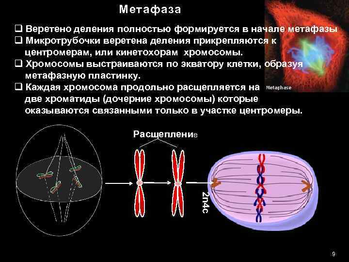 Участвует в образовании нитей веретена деления