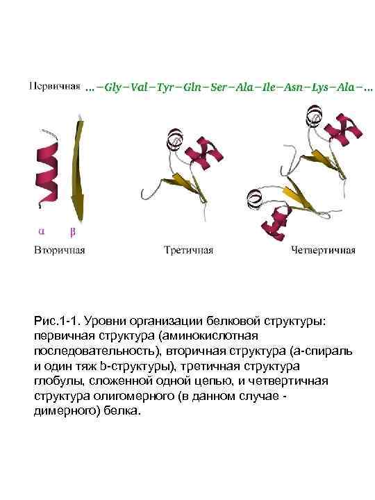 Рис. 1 -1. Уровни организации белковой структуры: первичная структура (аминокислотная последовательность), вторичная структура (a-спираль