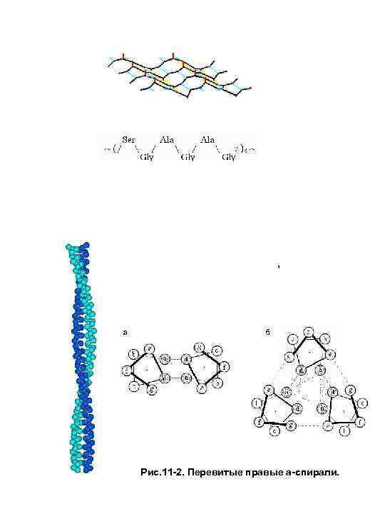  , Рис. 11 -2. Перевитые правые a-спирали. 
