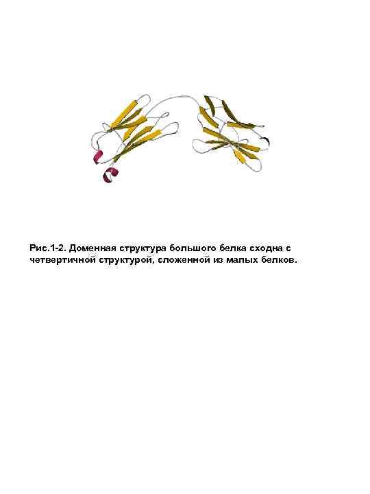 Рис. 1 -2. Доменная структура большого белка сходна с четвертичной структурой, сложенной из малых