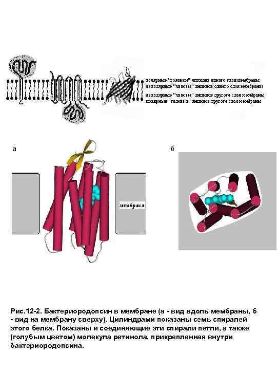 Рис. 12 -2. Бактериородопсин в мембране (а - вид вдоль мембраны, б - вид