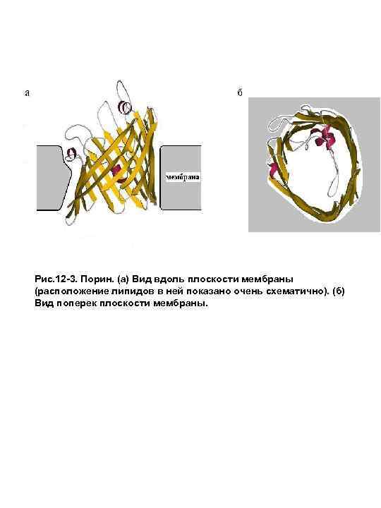 Рис. 12 -3. Порин. (а) Вид вдоль плоскости мембраны (расположение липидов в ней показано
