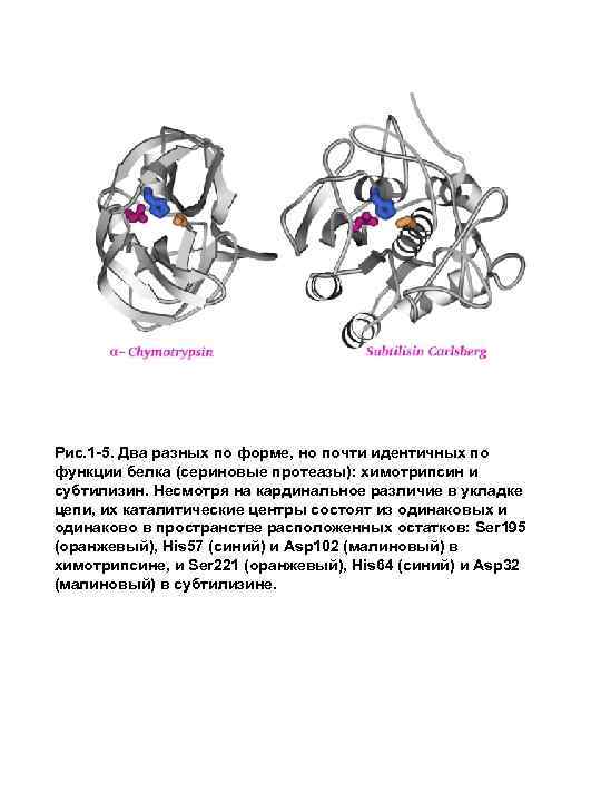 Рис. 1 -5. Два разных по форме, но почти идентичных по функции белка (сериновые