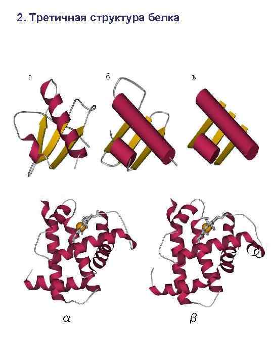 2. Третичная структура белка 