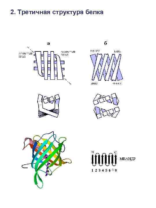 2. Третичная структура белка 