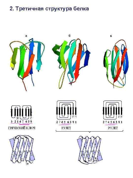 2. Третичная структура белка 