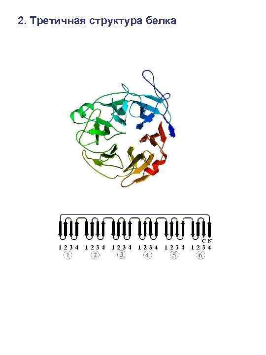 2. Третичная структура белка 