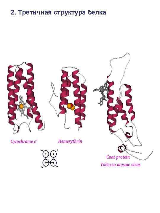 Вторичная структура белка фото