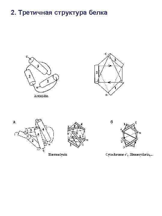 2. Третичная структура белка 