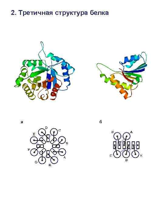 Третичная структура белков. Третичная пространственная структура белка. Третичная структура белка схема. Ферменты это третичная структура белка. Формула молекулы третичной структуры белка.