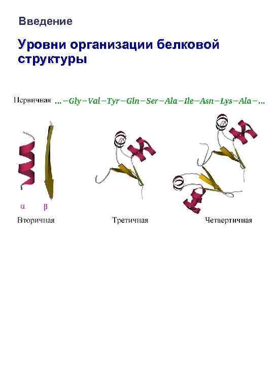 Введение Уровни организации белковой структуры 