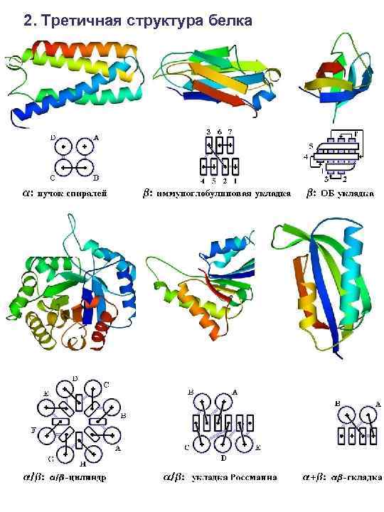 2. Третичная структура белка 