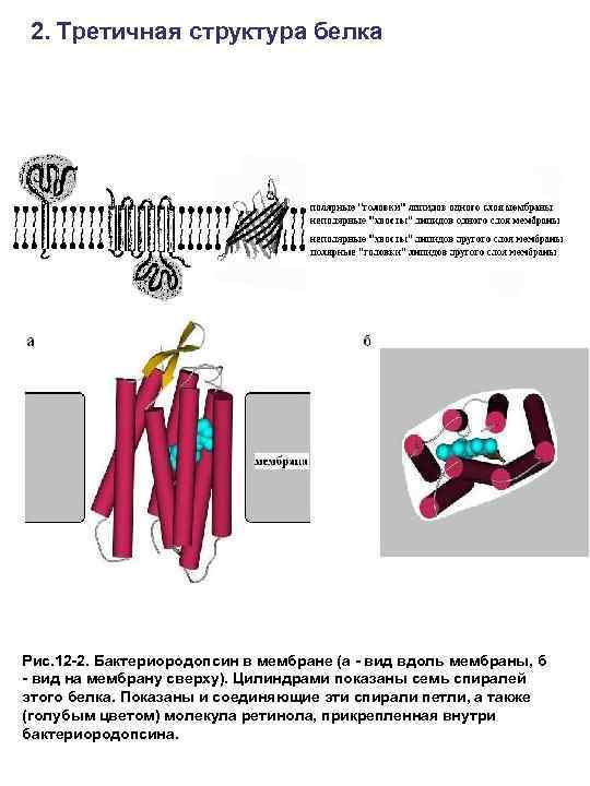 2. Третичная структура белка Рис. 12 -2. Бактериородопсин в мембране (а - вид вдоль