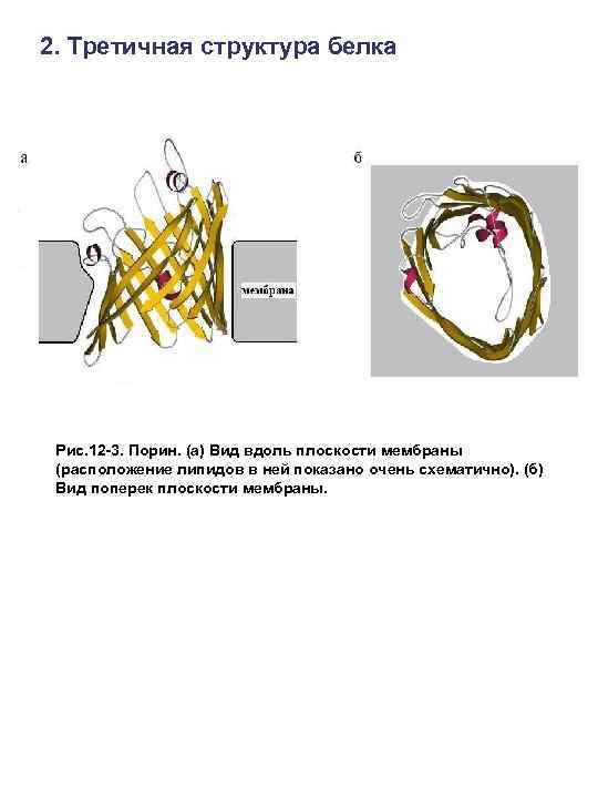 2. Третичная структура белка Рис. 12 -3. Порин. (а) Вид вдоль плоскости мембраны (расположение
