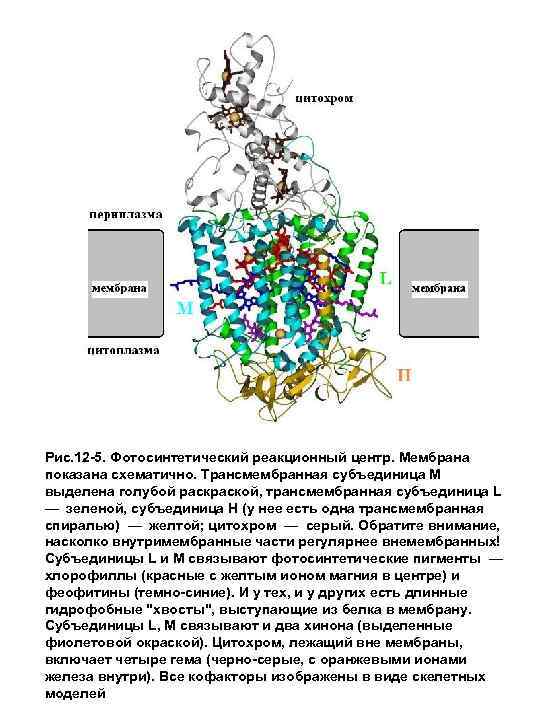 Рис. 12 -5. Фотосинтетический реакционный центр. Мембрана показана схематично. Трансмембранная субъединица М выделена голубой