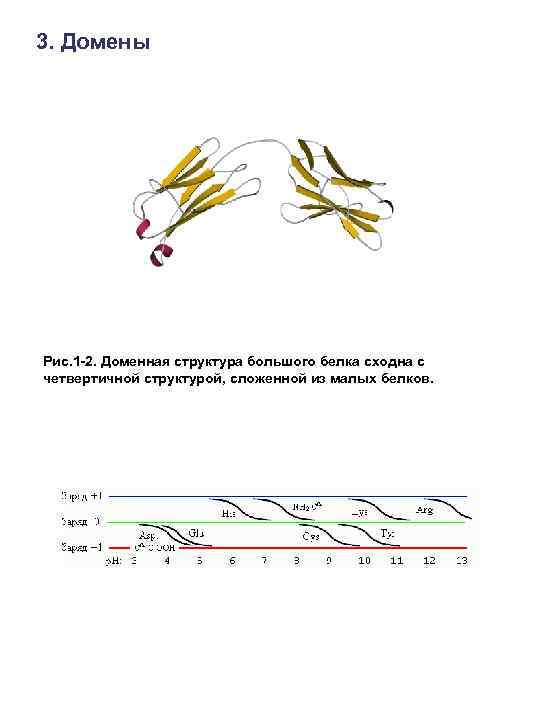 3. Домены Рис. 1 -2. Доменная структура большого белка сходна с четвертичной структурой, сложенной