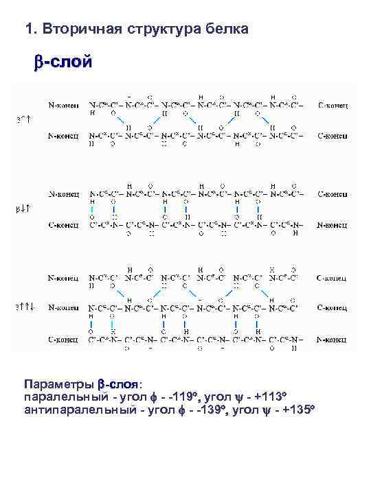 1. Вторичная структура белка -слой Параметры -слоя: -слоя паралельный - угол - -119 ,