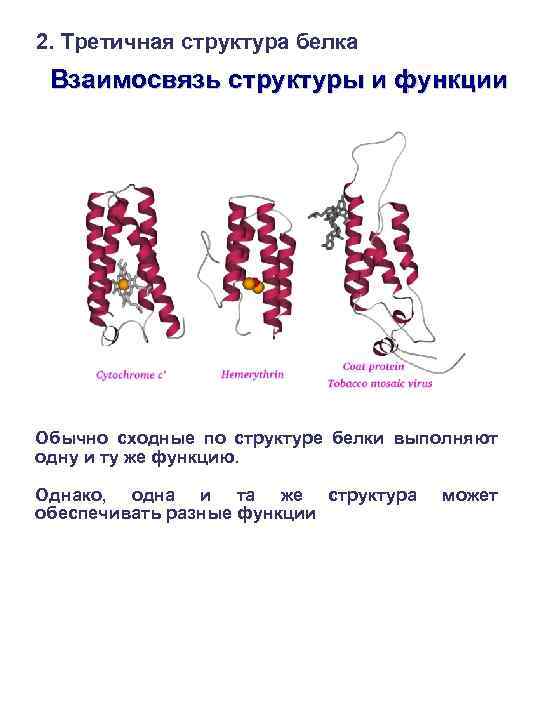 Информация о структуре белка