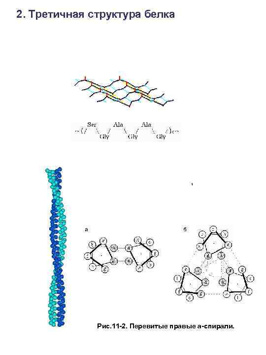 2. Третичная структура белка , Рис. 11 -2. Перевитые правые a-спирали. 