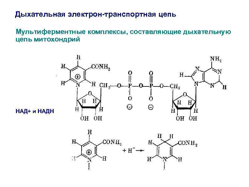 Дыхательная электрон-транспортная цепь Мультиферментные комплексы, составляющие дыхательную цепь митохондрий НАД+ и НАДН 
