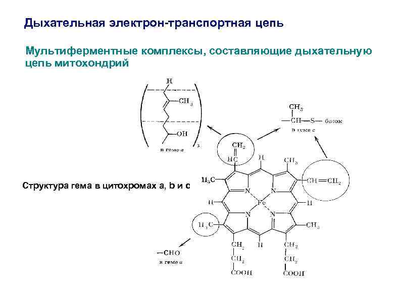 Дыхательная электрон-транспортная цепь Мультиферментные комплексы, составляющие дыхательную цепь митохондрий Структура гема в цитохромах a,