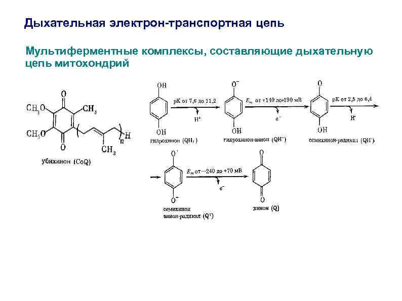 Дыхательная электрон-транспортная цепь Мультиферментные комплексы, составляющие дыхательную цепь митохондрий 