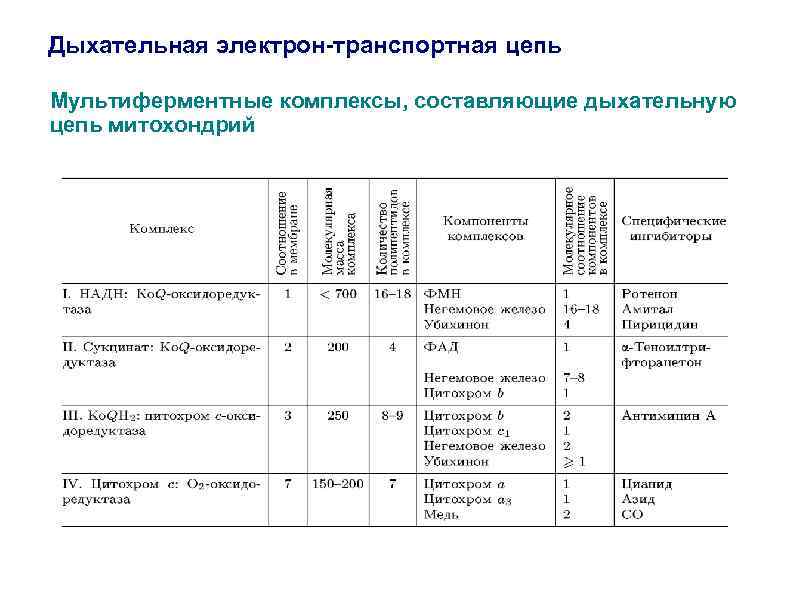 Дыхательная электрон-транспортная цепь Мультиферментные комплексы, составляющие дыхательную цепь митохондрий 