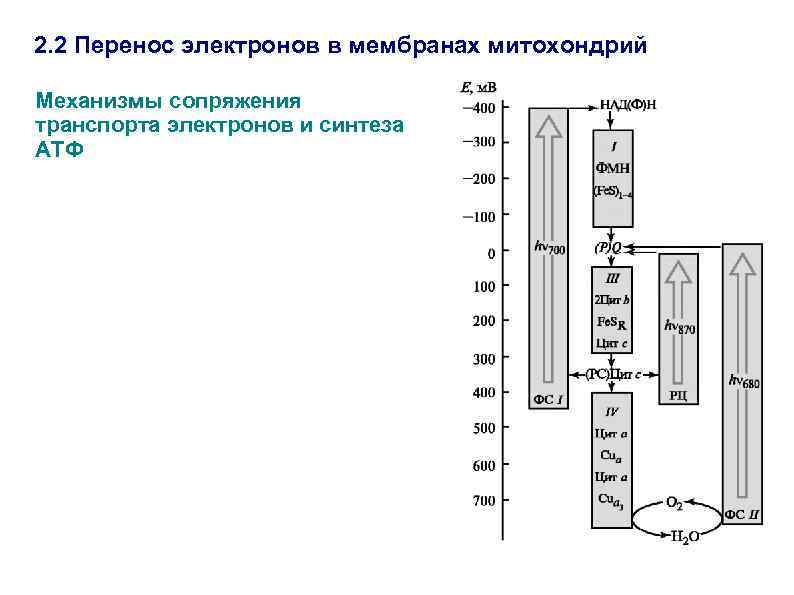 2. 2 Перенос электронов в мембранах митохондрий Механизмы сопряжения транспорта электронов и синтеза АТФ