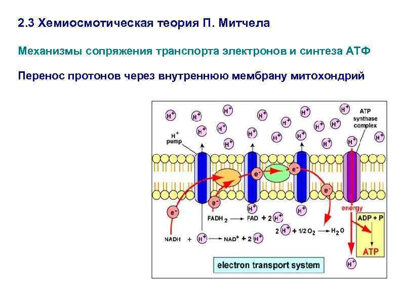 Хемиосмотическая теория митчелла схема