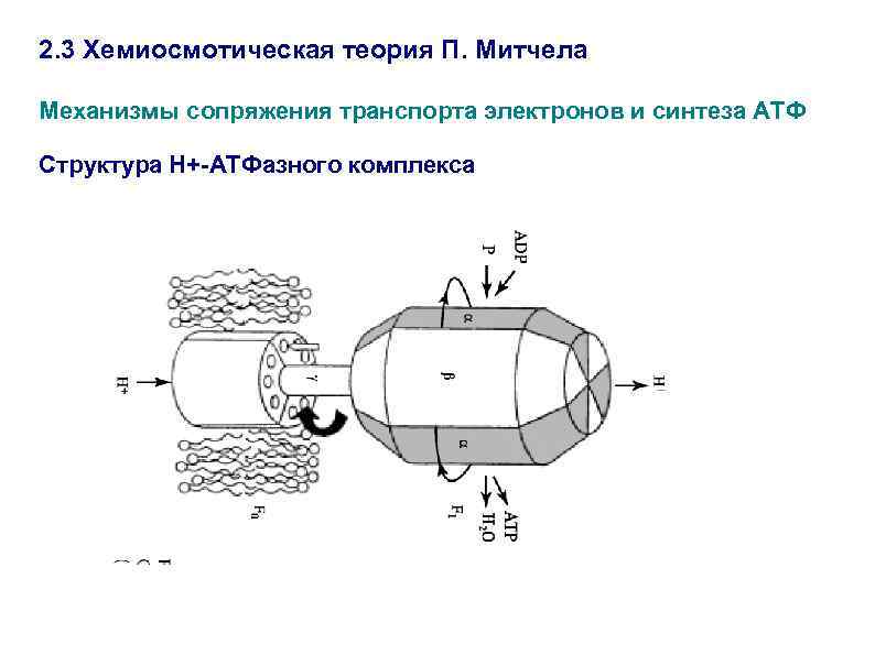 Хемиосмотическая теория митчелла схема