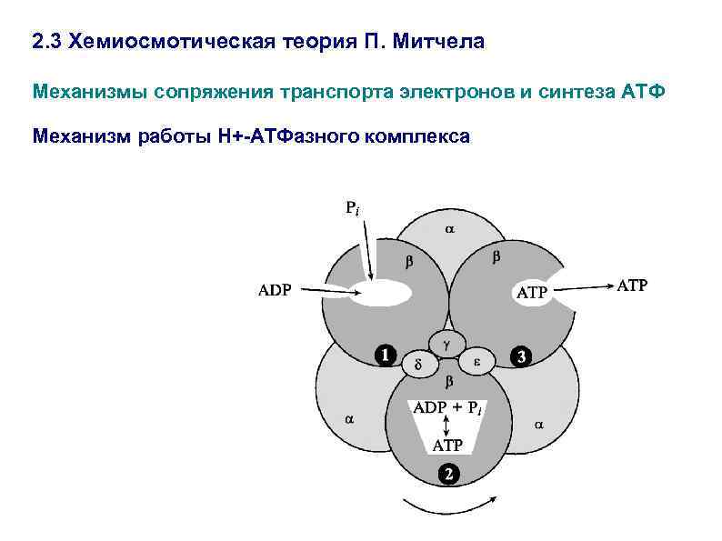 Хемиосмотическая теория митчелла схема