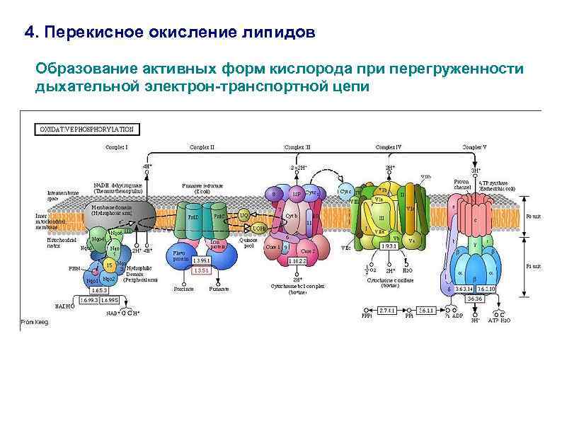 4. Перекисное окисление липидов Образование активных форм кислорода при перегруженности дыхательной электрон-транспортной цепи 