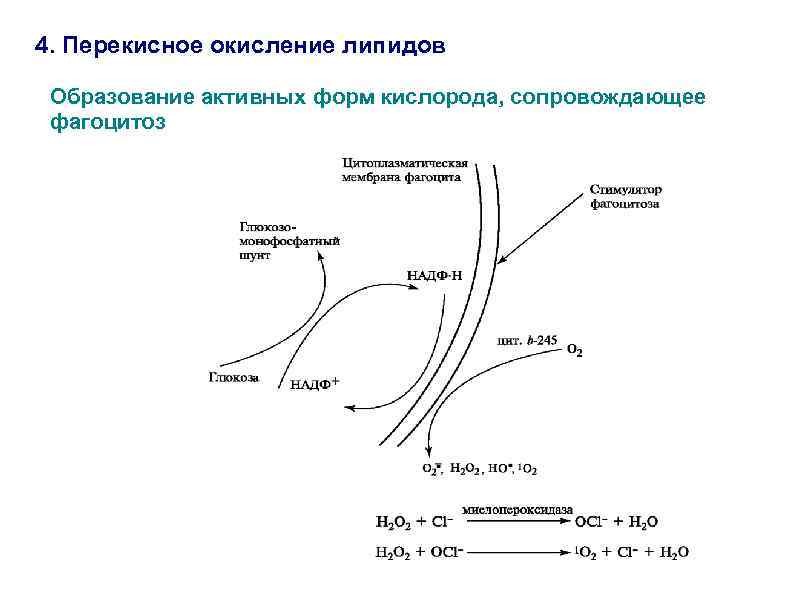 Последствия перекисного окисления липидов. Схема перекисного окисления липидов биохимия. Перекисное окисление липидов схема. Механизм перекисного окисления липидов. Процесс перекисного окисления липидов.