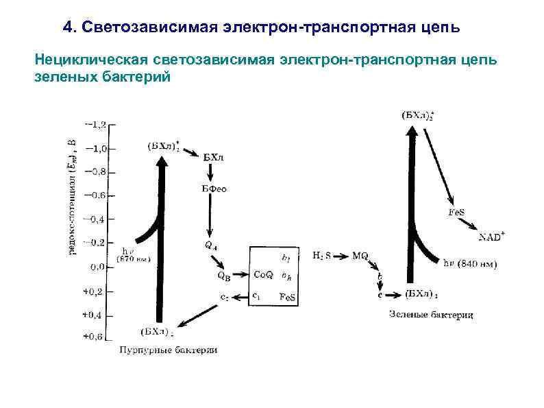 4. Светозависимая электрон-транспортная цепь Нециклическая светозависимая электрон-транспортная цепь зеленых бактерий 