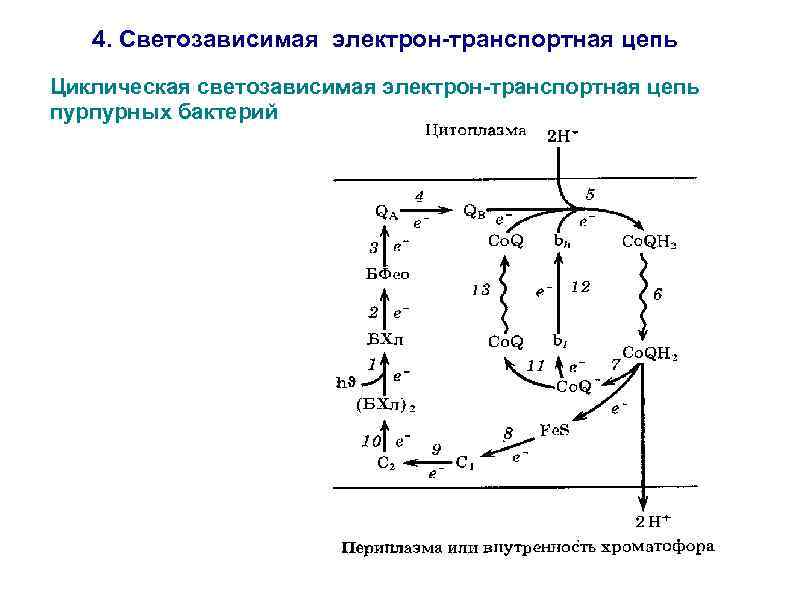 Цепь электрон. Электрон транспортная цепь бактерий. Схема электрон транспортной цепи. Транспортная цепь. Ферменты электрон транспортной цепи аэробных бактерий.