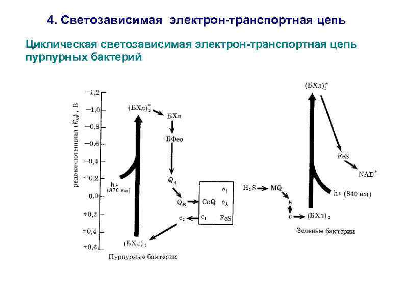 4. Светозависимая электрон-транспортная цепь Циклическая светозависимая электрон-транспортная цепь пурпурных бактерий 