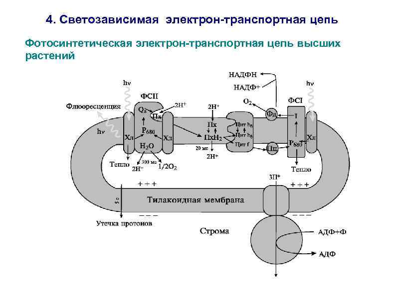 4. Светозависимая электрон-транспортная цепь Фотосинтетическая электрон-транспортная цепь высших растений 