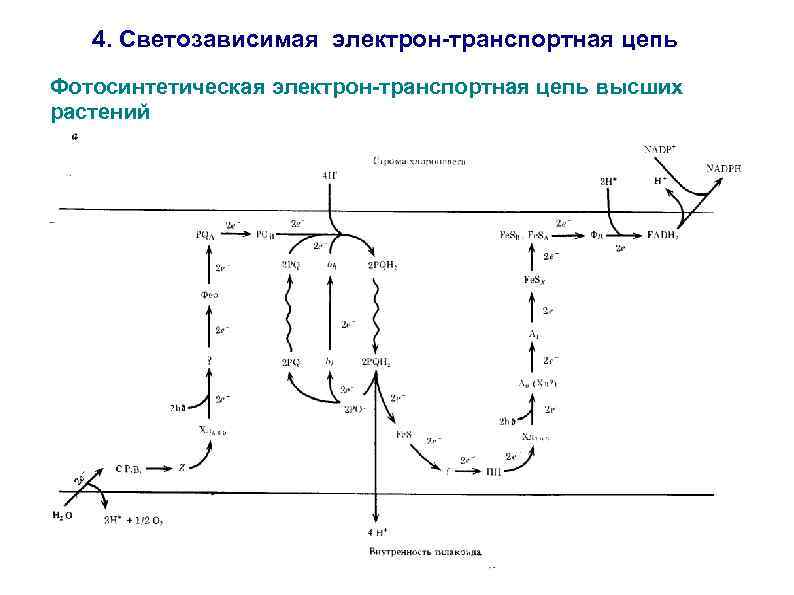 4. Светозависимая электрон-транспортная цепь Фотосинтетическая электрон-транспортная цепь высших растений 