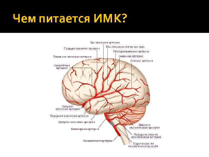 Чем питается ИМК? 