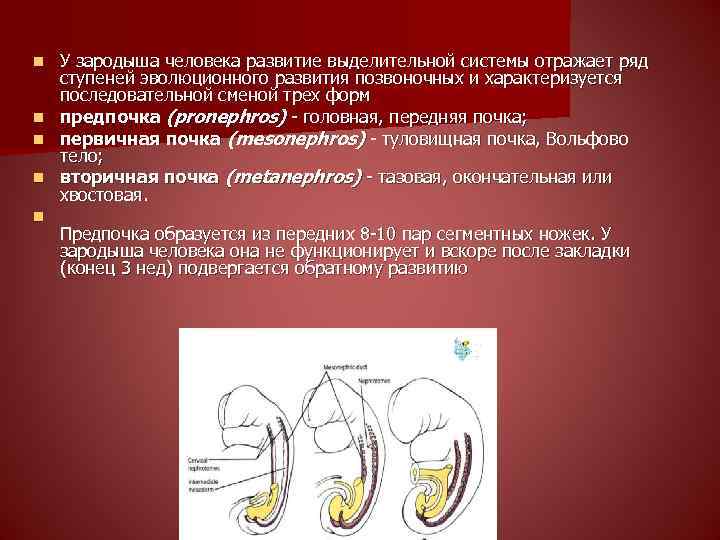 n n n У зародыша человека развитие выделительной системы отражает ряд ступеней эволюционного развития