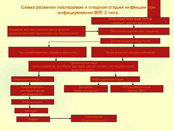 Схема развития последовой и плодной стадии инфекции при инфицировании ВПГ-2 типа. ИНФЕКЦИЯ ПОЛОВЫХ ПУТЕЙ