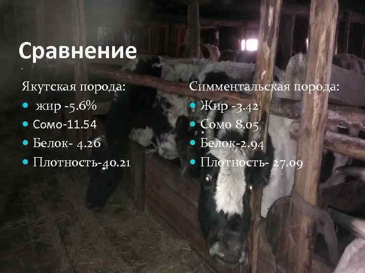 Сравнение Якутская порода: жир -5. 6% Сомо-11. 54 Белок- 4. 26 Плотность-40. 21 Симментальская
