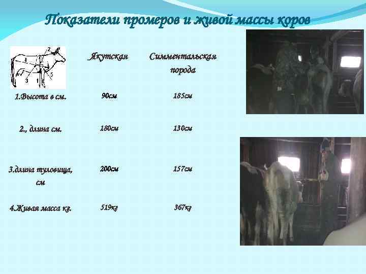Показатели промеров и живой массы коров Якутская Симментальская порода 1. Высота в см. 90
