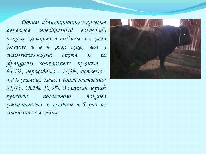 Одним адаптационных качеств является своеобразный волосяной покров, который в среднем в 3 раза длиннее